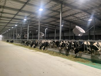 藤岡牧場様　牛舎への無電極ランプの導入事例：牛にも人にもストレスのない光